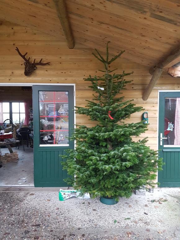 IJstaarten op bestelling voor Kerst